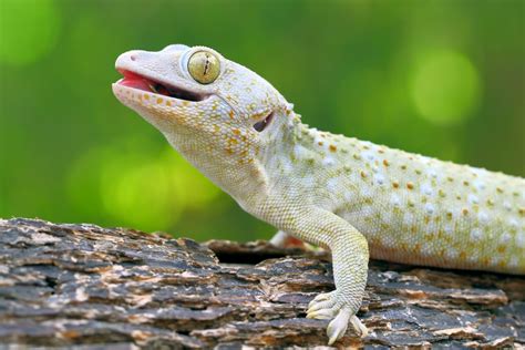 tokay gecko lifespan|do tokay geckos need uvb.